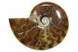 Polished Ammonite (Cleoniceras) Fossil - Madagascar #348504-1